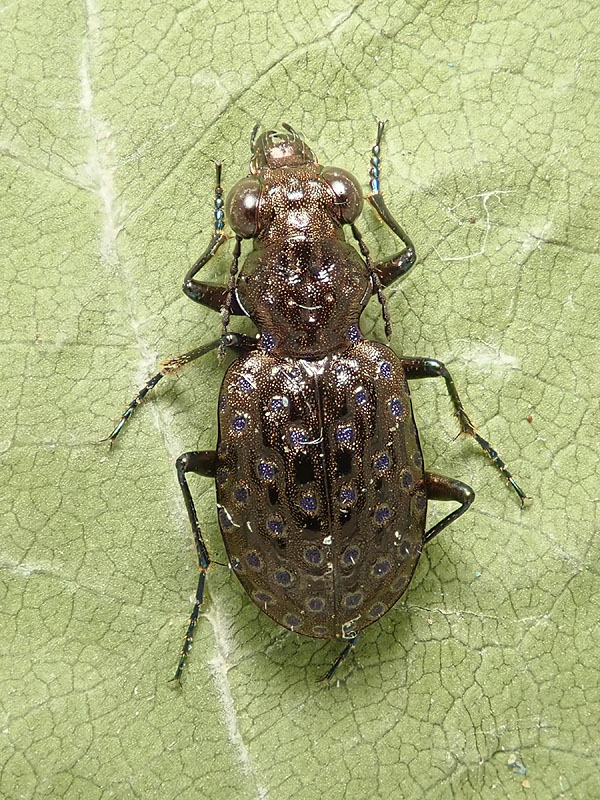 Carabidae: Elaphrus uliginosus? S.
